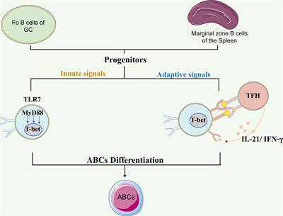 Age/autoimmunity-associated B cells in inflammatory arthritis: An emerging therapeutic target